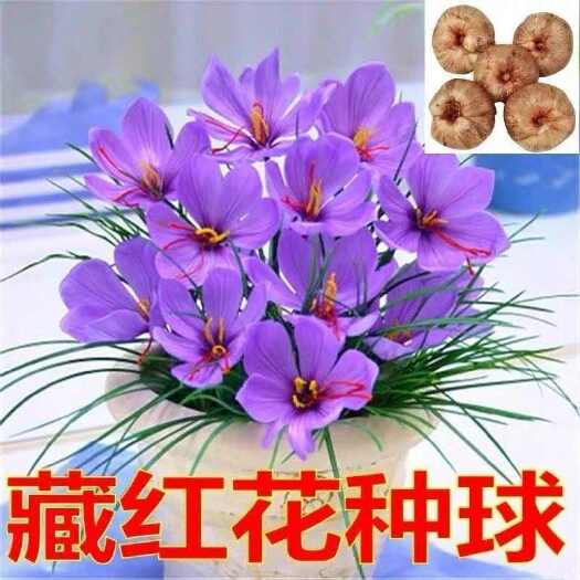 苏州藏红花球种西藏番红花花苞大球种子种苗易活好开花耐寒多年生植物