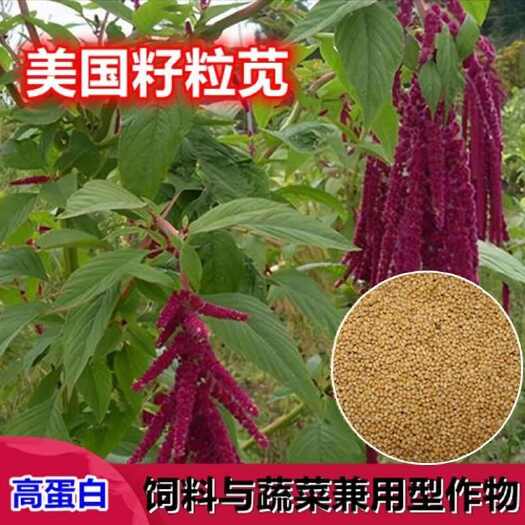 苏州美国籽粒苋牧草种子黑千穗谷 高蛋白鸡鸭鹅家禽喜食牧草种籽