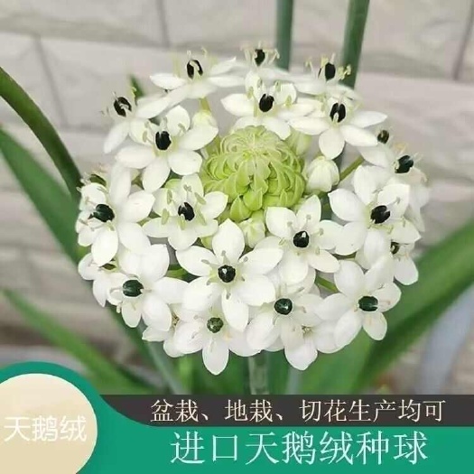 伯利恒之星种球花园盆栽植物花卉天鹅绒虎眼万年青圣心百合种根茎