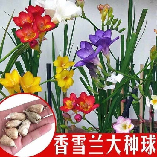 香雪兰种球，小苍兰盆栽室内外花卉四季多年生易种开花植物种子批