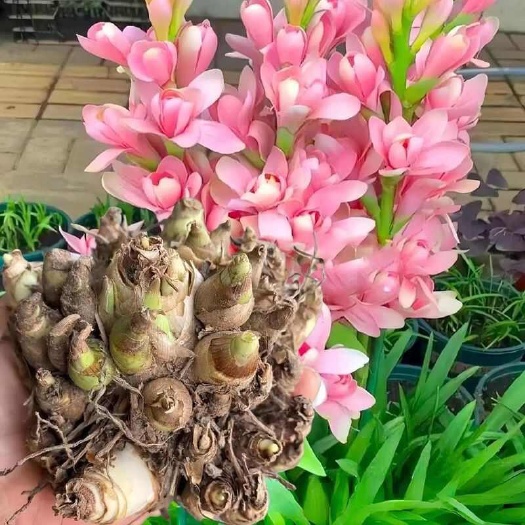 晚香玉种球夜来香花苗浓香型多年生植物外庭院四季易种花卉球根批