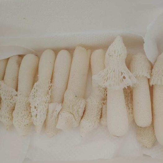 新鲜红托竹荪