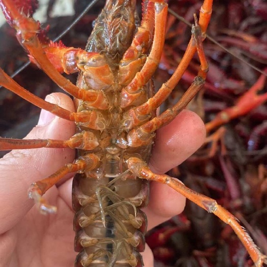 【品类介绍】优质产地小龙虾个大肉满，价格每日随市浮动