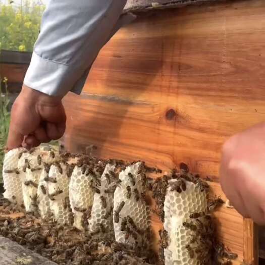 宝鸡天然百花蜜枸杞蜜洋槐蜜菜花蜜 健康营养滋补品