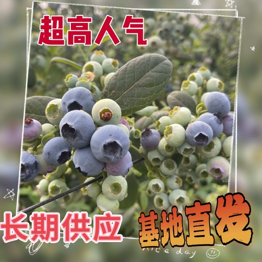 云南花香L11蓝莓～3000亩基地直发～满足各种包装要求