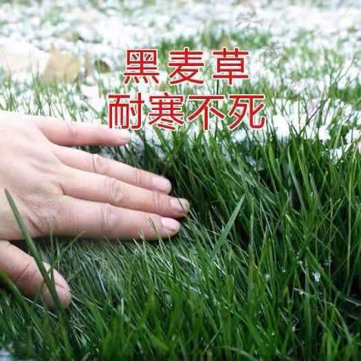 苏州黑麦草小颗粒牧草种籽耐旱耐寒一年生牧草喂牛羊鱼草家畜爱吃