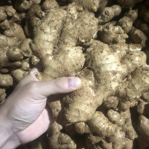 北海黄肉