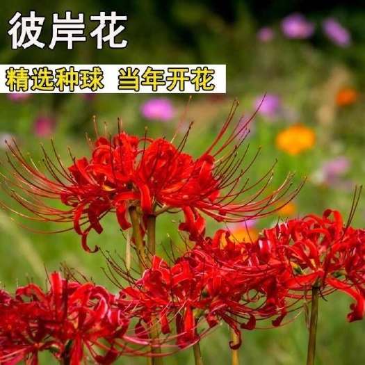 彼岸花种球石蒜，多年生曼珠沙华球根四季开花观花盆栽花卉盆栽籽