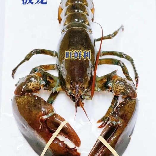 上海波龙