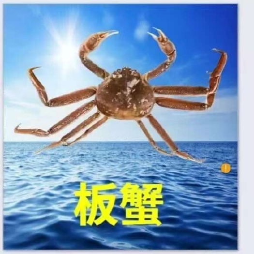 上海板蟹 松叶蟹