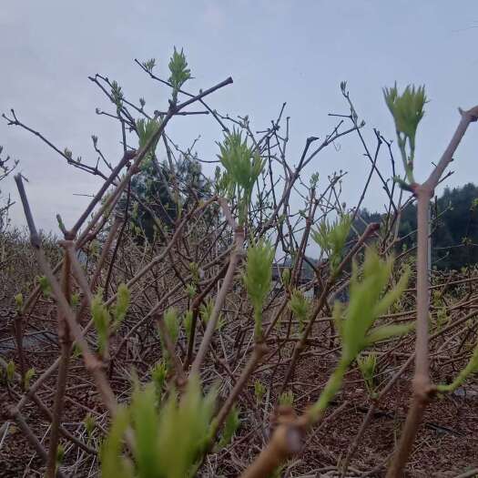 长沙莓茶