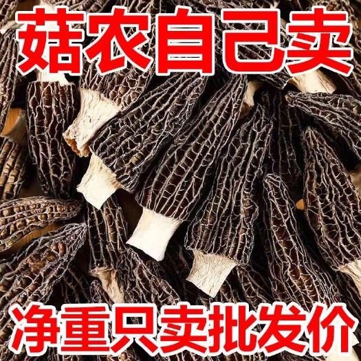 确山县【无干燥剂】净重羊肚菌干货头茬农家土特产大个菌菇蘑菇滋补煲汤