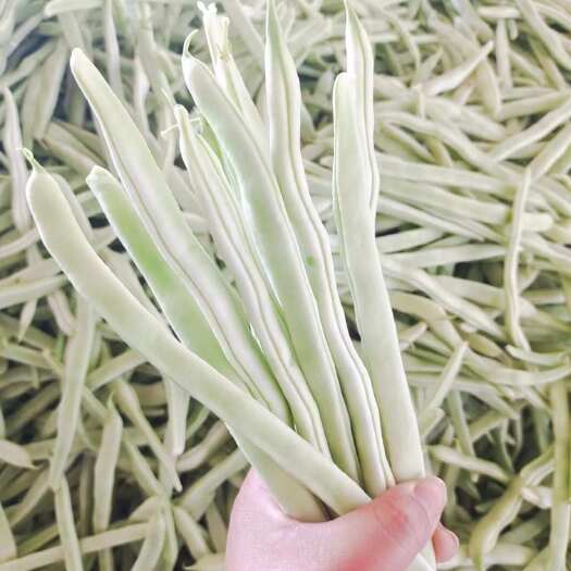 成武县白玉豆