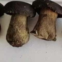 禄劝县黑牛肝菌