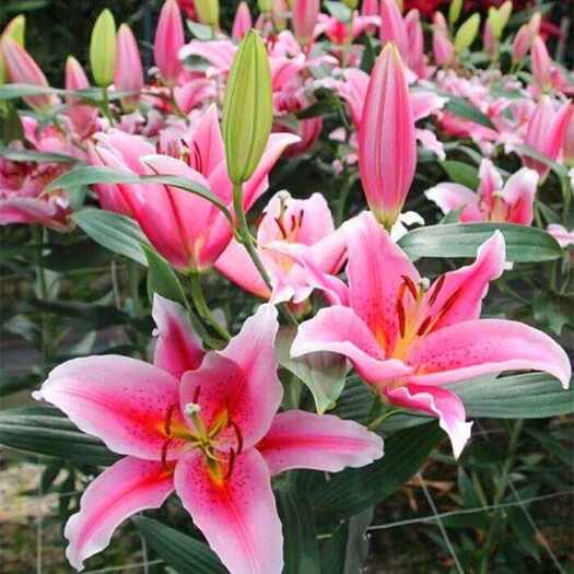 苏州香水百合花盆栽绿植耐寒耐热四季开花阳台庭院桌面花卉客厅花