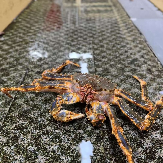 上海帝王蟹