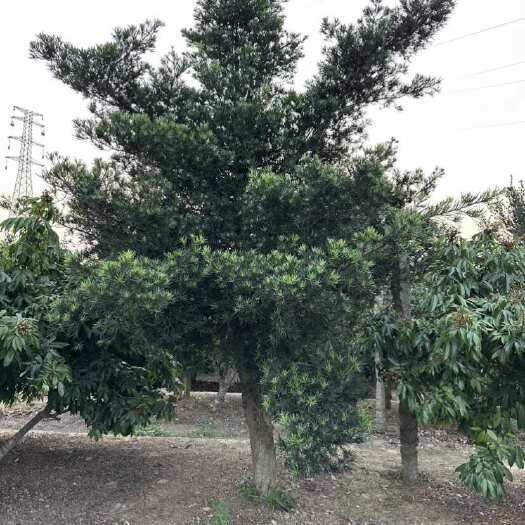 廉江市普通版中叶罗汉松树龄19年