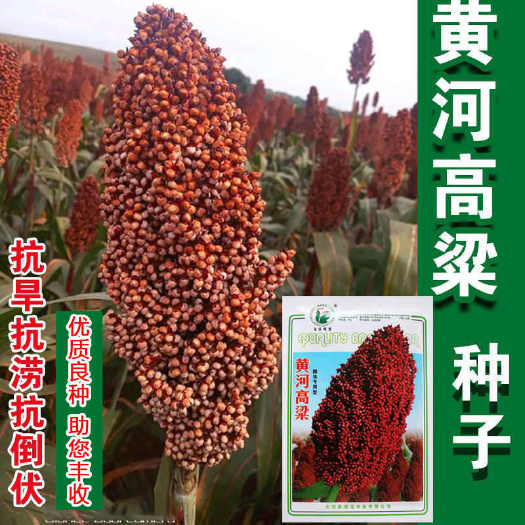 河间市黄河高粱种子红高粱种子五谷杂粮酿酒高粱笤帚扫帚大田矮杆