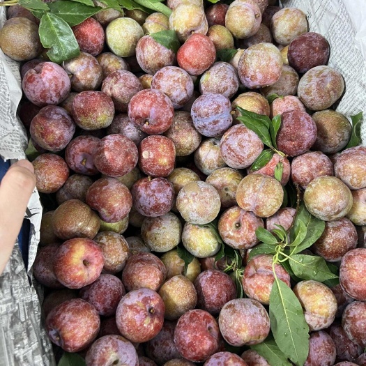 云南红肉三华李 口感爽脆 酸甜适中 产地直发支持做货