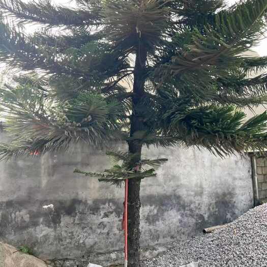 武宣县树木我不认识我只是代替老人发布，现在建围墙了围墙内不能种有树