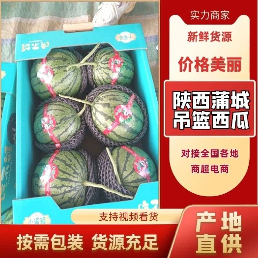 蒲城县陕西渭南蒲城吊瓜938，金乐丰已大量成熟上市。