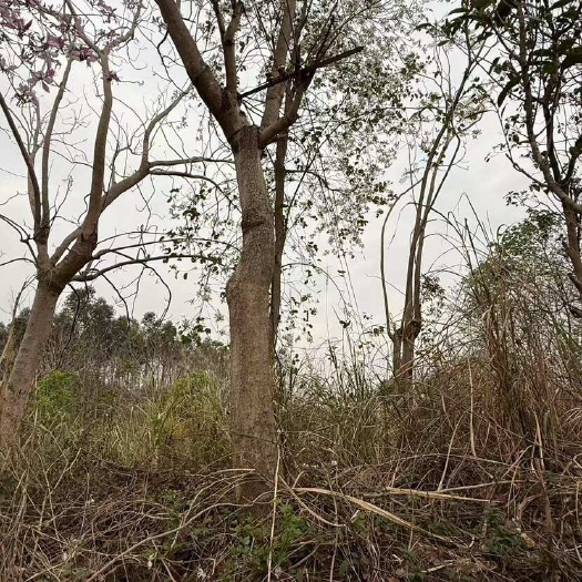 来宾自有基地大量供应绿化工程苗木：蓝花盈8-26分