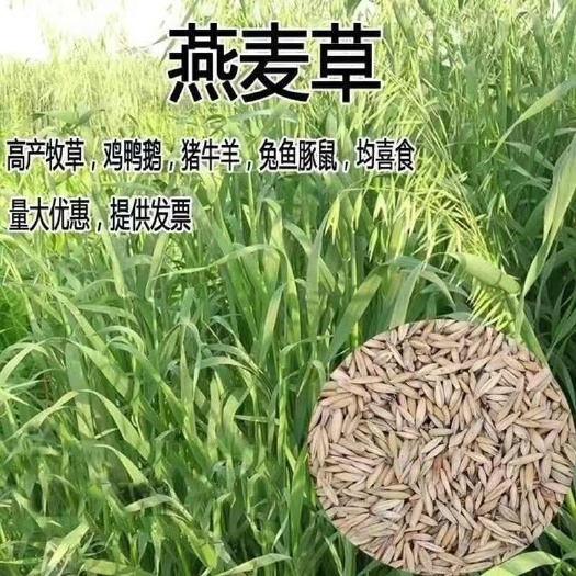 苏州燕麦种子燕麦草种籽耐热耐旱高营养饲用养殖优质宽叶牧草青饲草籽