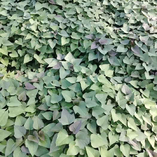 原脱毒种薯苗，商薯19号红薯苗，（淀粉高），长条形，大量出售