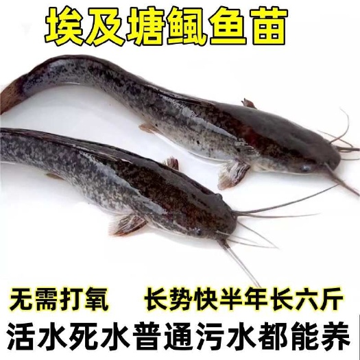 广州埃及塘鲺鱼苗 埃及鱼苗 ￼革子鲶鱼苗苗 埃及胡子鲶鱼苗￼