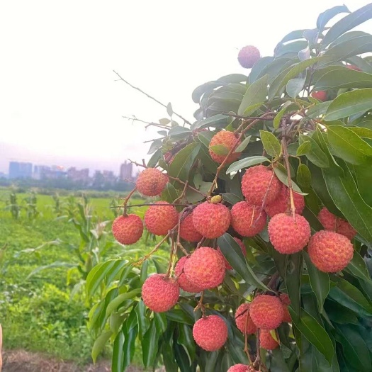 广西灵山荔枝妃子笑，黑叶荔，桂味…