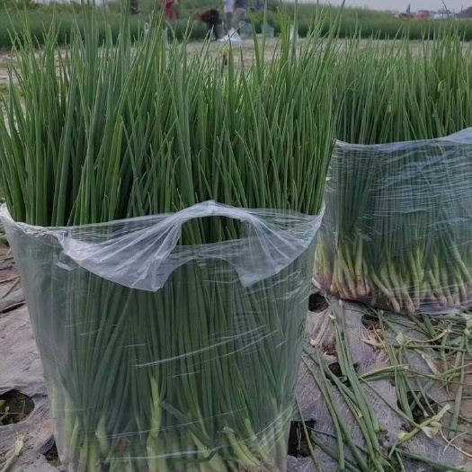 小香葱，小葱，百亩批发基地长期供货高品质每天现摘现安排
