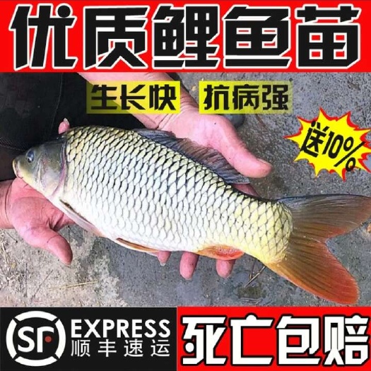 内黄县鲤鱼
