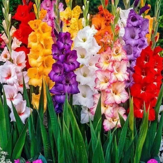 苏州剑兰种球唐菖蒲种子球根菖兰扁竹莲四季易种花卉庭院观花植物