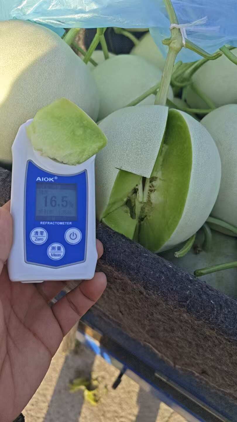 山东聊城新鲜玉菇甜瓜 瓜果类优质农产品 当日采摘发货