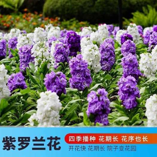 紫罗兰种子观赏绿化花期长耐寒耐热花草种籽盆栽阳台花卉花草种子