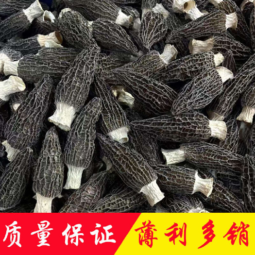 产地直销批发 羊肚菌干货新鲜烘干头茬羊肚菇菌菇土特产礼盒