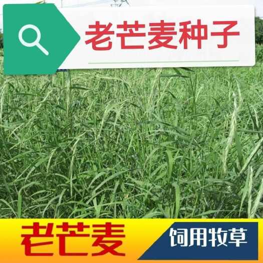 苏州老芒麦草 牧草种籽 农用养殖畜牧 喂养家禽牲畜金选 优良营养