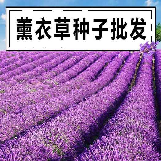 薰衣草种子多年生正宗新鲜颗粒饱满耐寒耐热观赏植物盆栽花园庭院