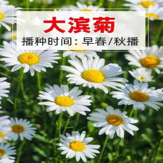 苏州大滨菊种子多年生宿根花卉花草景观绿化耐寒庭院观洋甘菊花种花籽