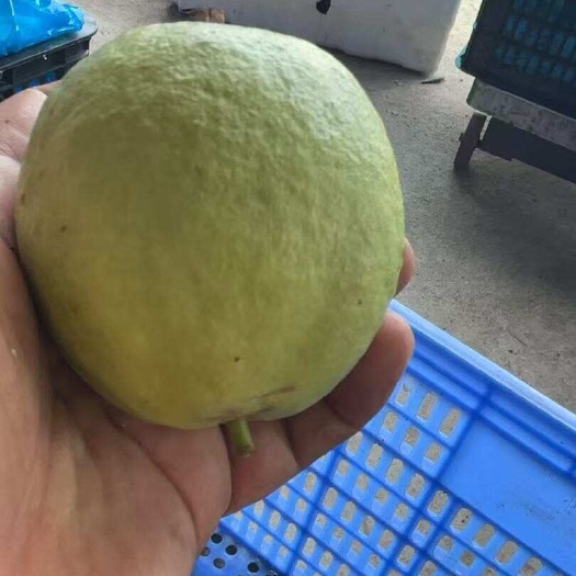 玉林西瓜红番石榴