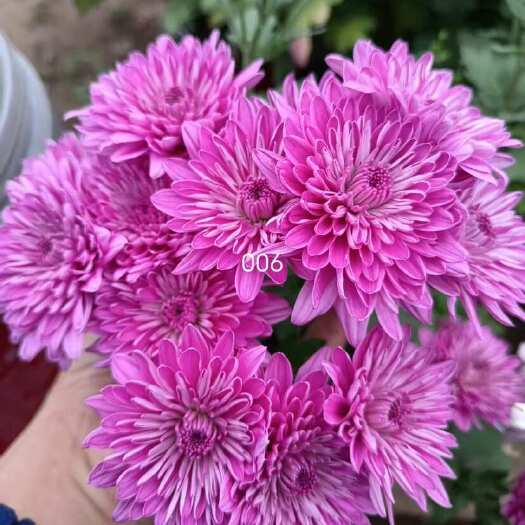 晋州市产地直销 货源充足 菊花苗 观赏菊 百个品种 现货