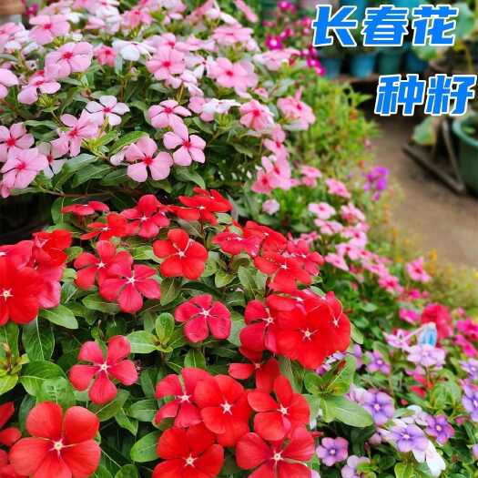 长春花种籽子日日春花籽全年四季种植开花易活花期长盆栽花坛花海