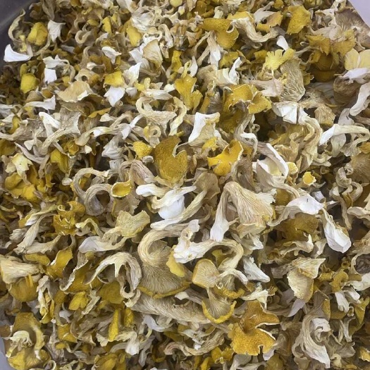 昆明鸡油菌大货批发