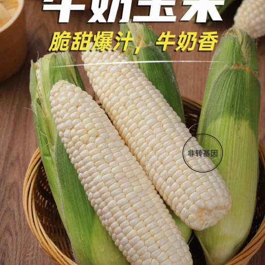 上林县新鲜白糯玉米牛奶玉米 9 斤产地直发一件代发