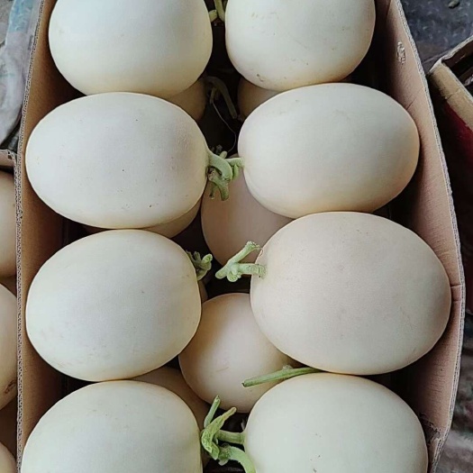 上蔡县上蔡县马斌贷收货，甜红玉甜瓜，各种规格，货源充足欢迎来电咨询