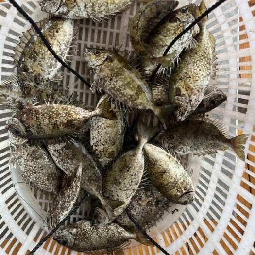 海洋，泥猛鱼，篮子鱼，臭肚鱼，乌子婆