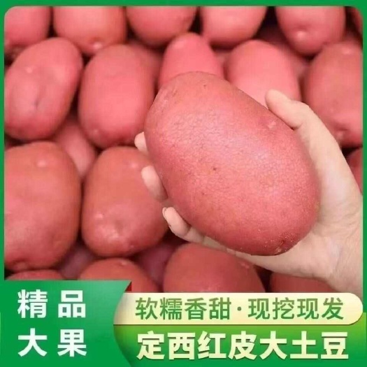 昆明土豆一件代发云南昆明仓库发货红皮洋芋马铃薯精品土豆