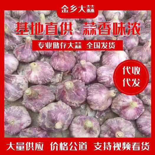 金乡县【推荐】精品金乡紫大蒜专业储存代收代发各地市场量大批发