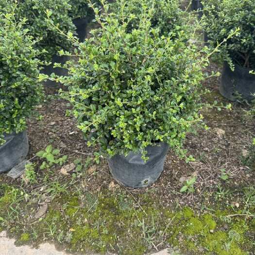 普宁市福建茶35～50高（基地直销）
