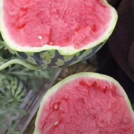 美都西瓜  二茬瓜